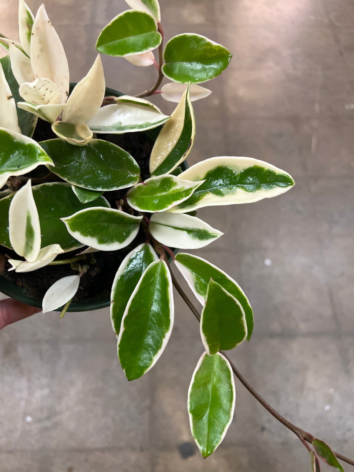 Hoya Krimson Queen