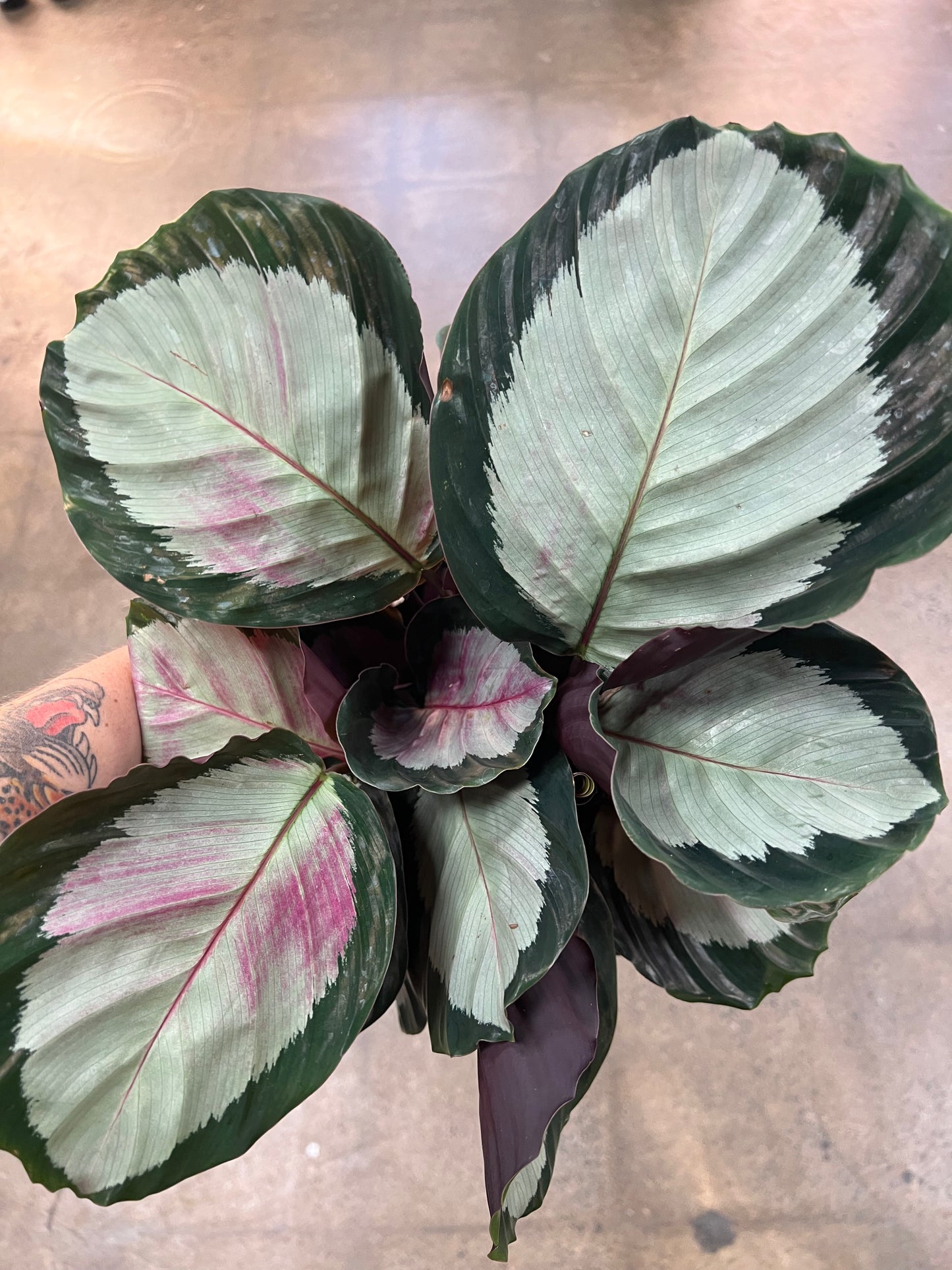Calathea Roseopicta