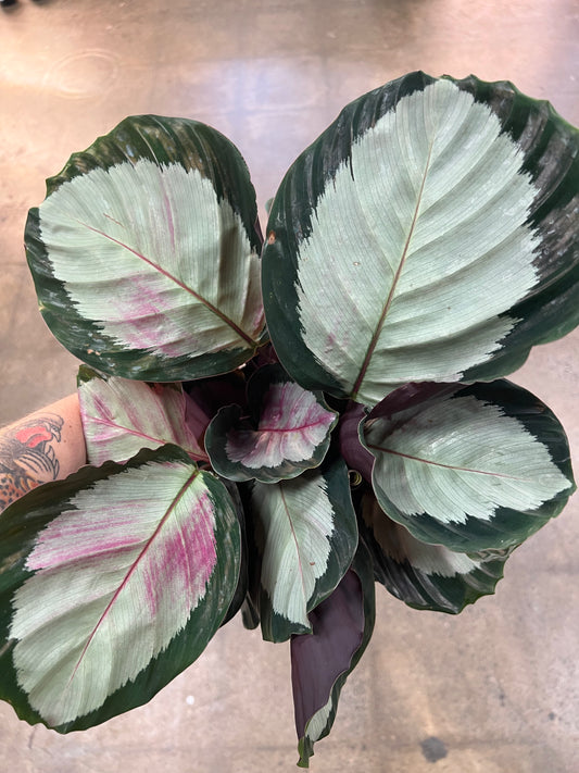 Calathea Roseopicta