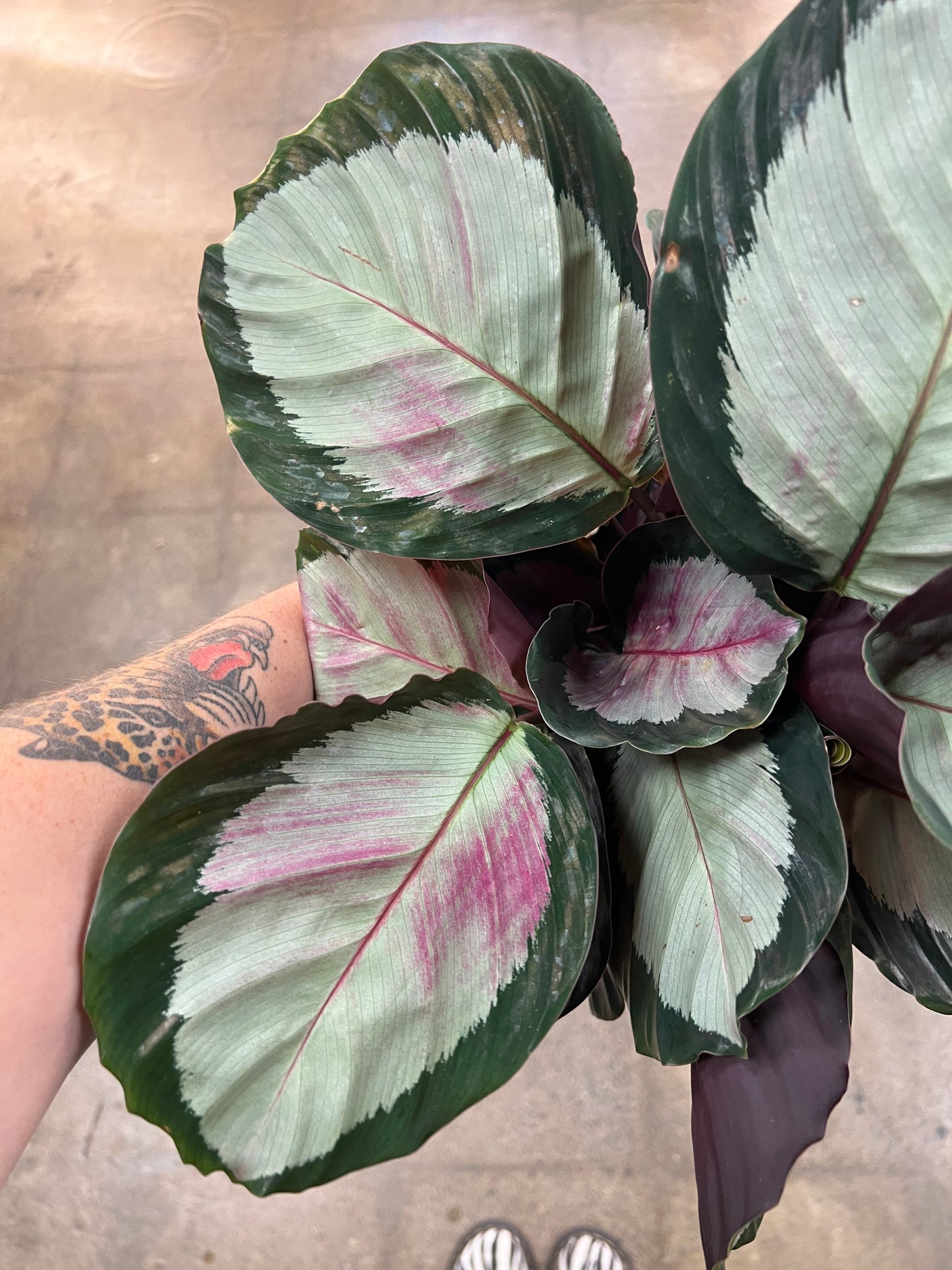Calathea Roseopicta