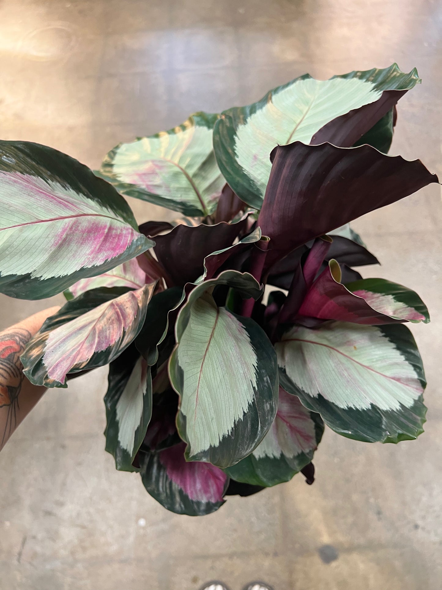 Calathea Roseopicta