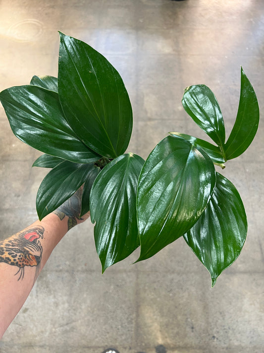 Rhaphidophora Dragon Tail