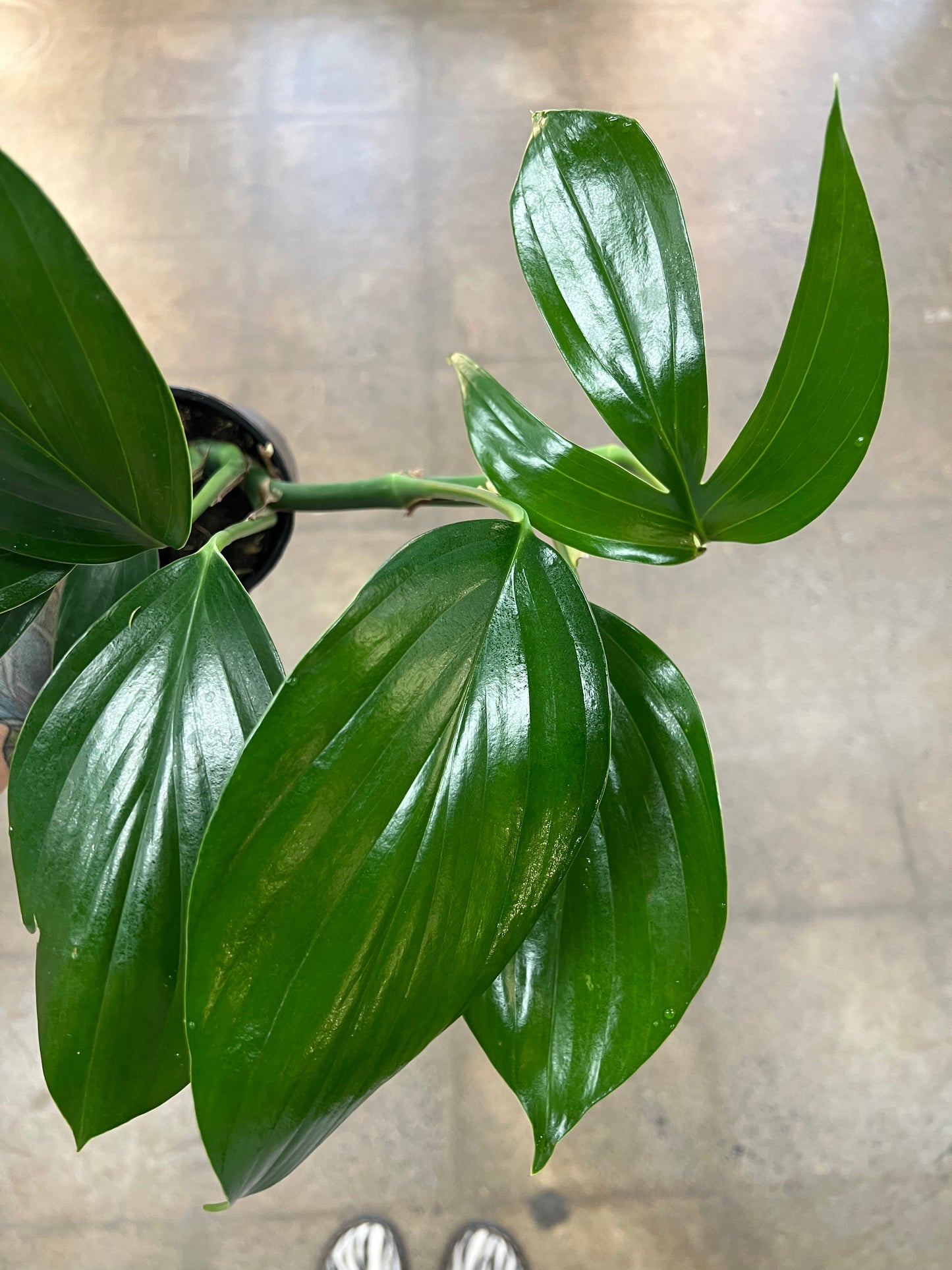 Rhaphidophora Dragon Tail