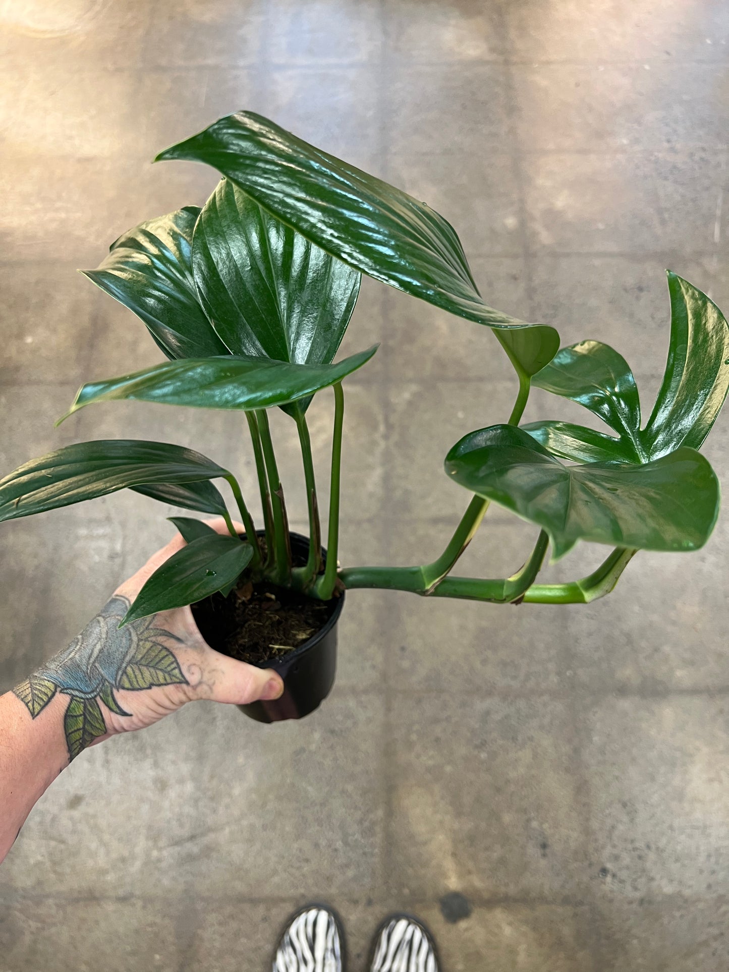 Rhaphidophora Dragon Tail