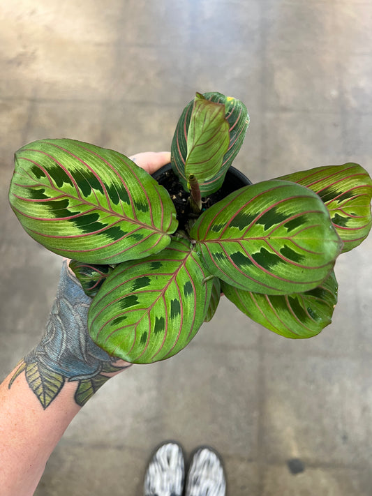 Maranta Rouge