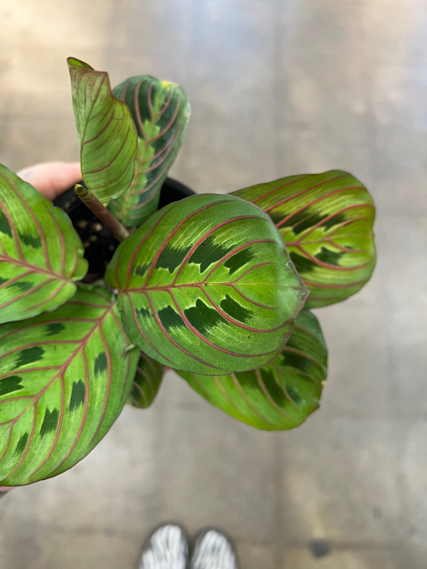 Maranta Rouge