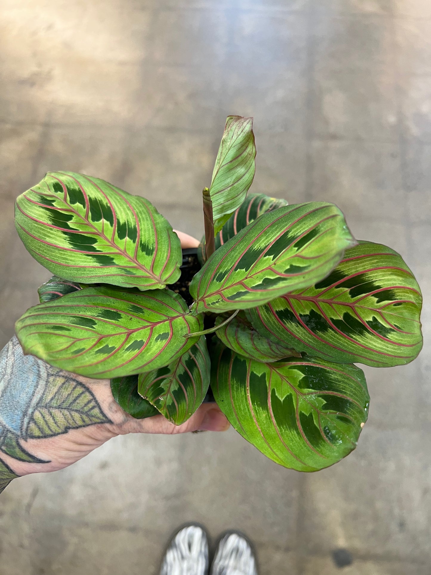 Maranta Rouge