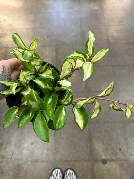 Hoya Carnosa Tricolor