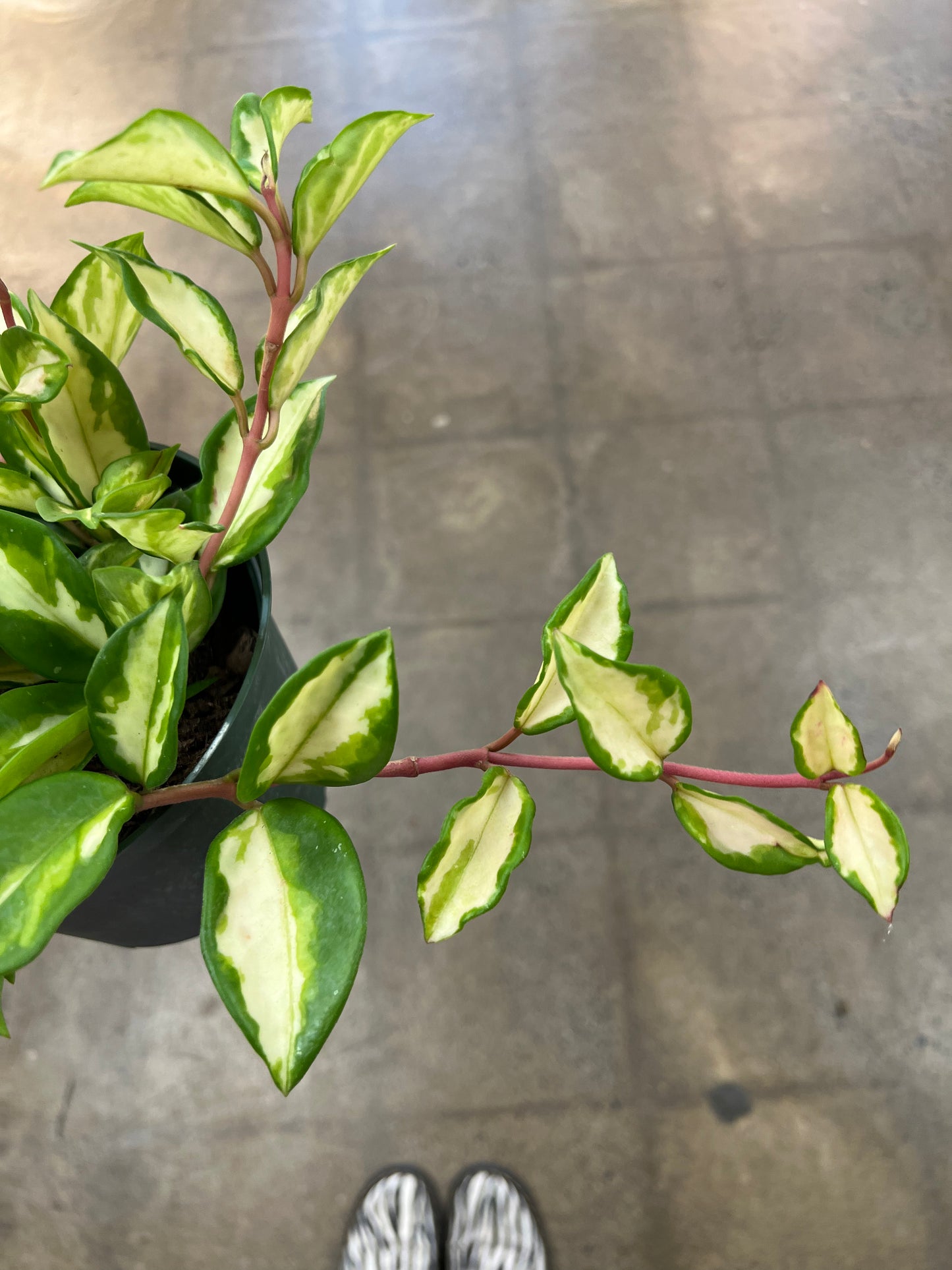 Hoya Carnosa Tricolor