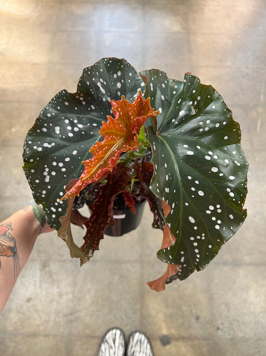 Bégonia Cracklin Rosie