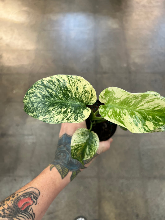 Monstera Mint