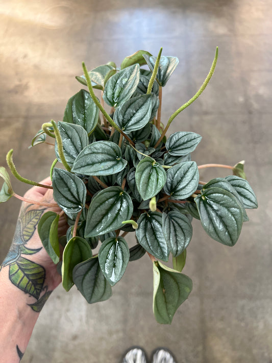 Peperomia Frost