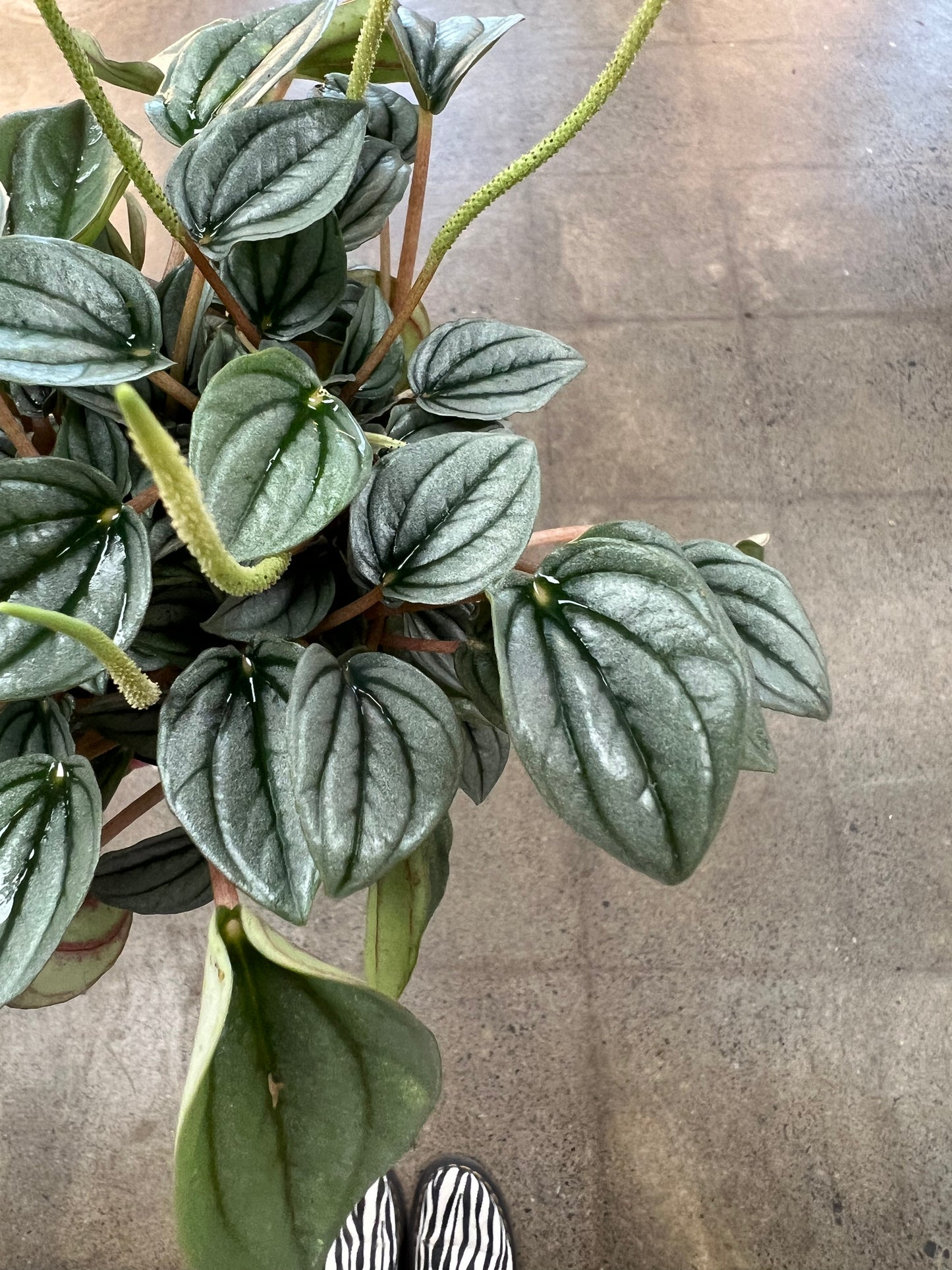 Peperomia Frost