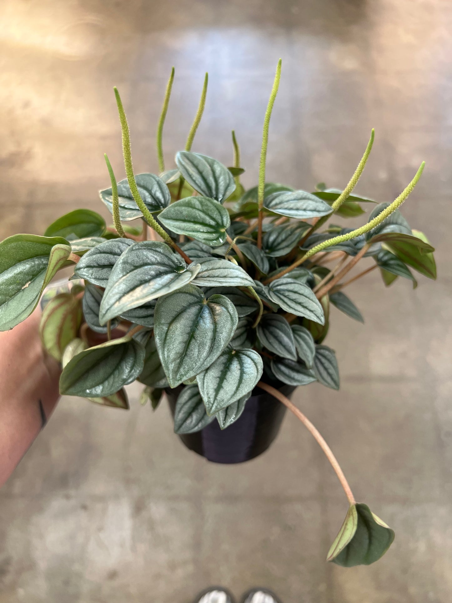 Peperomia Frost