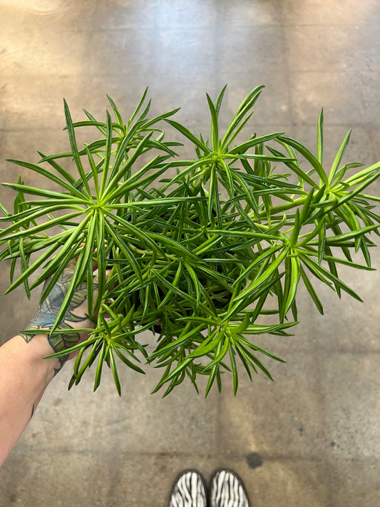 Peperomia Nevada