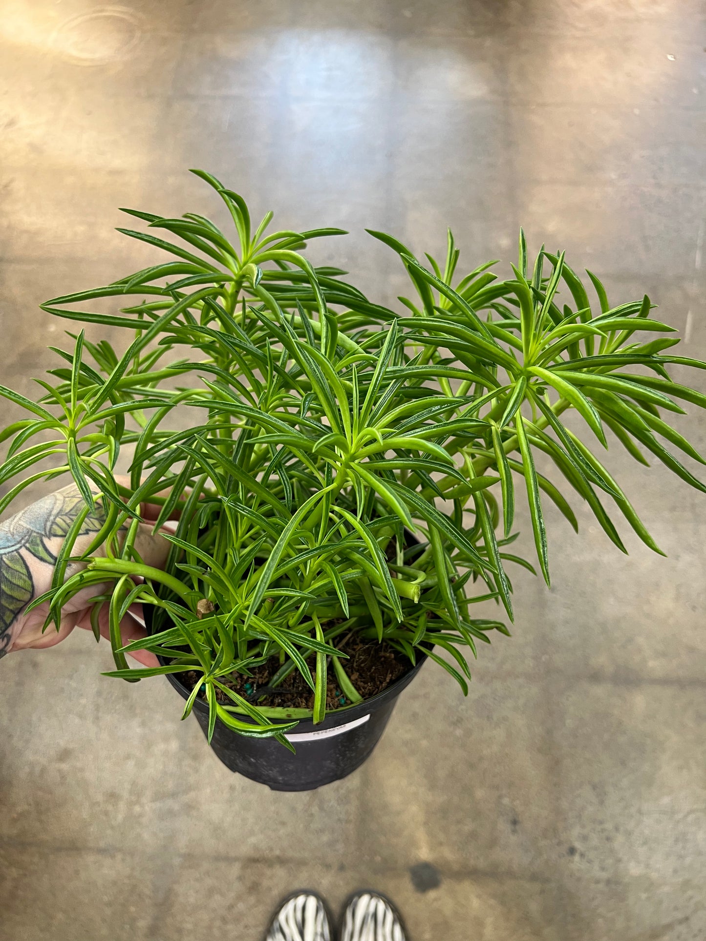 Peperomia Nevada