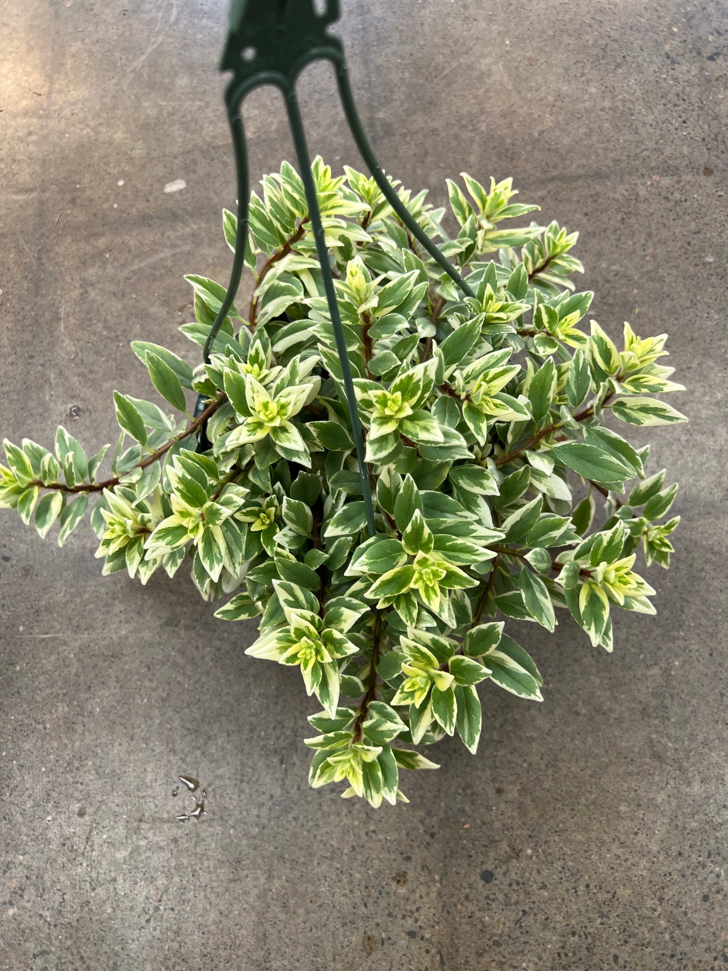 Columnea Light Prince