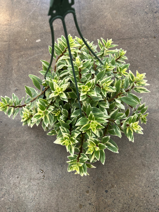 Columnea Light Prince