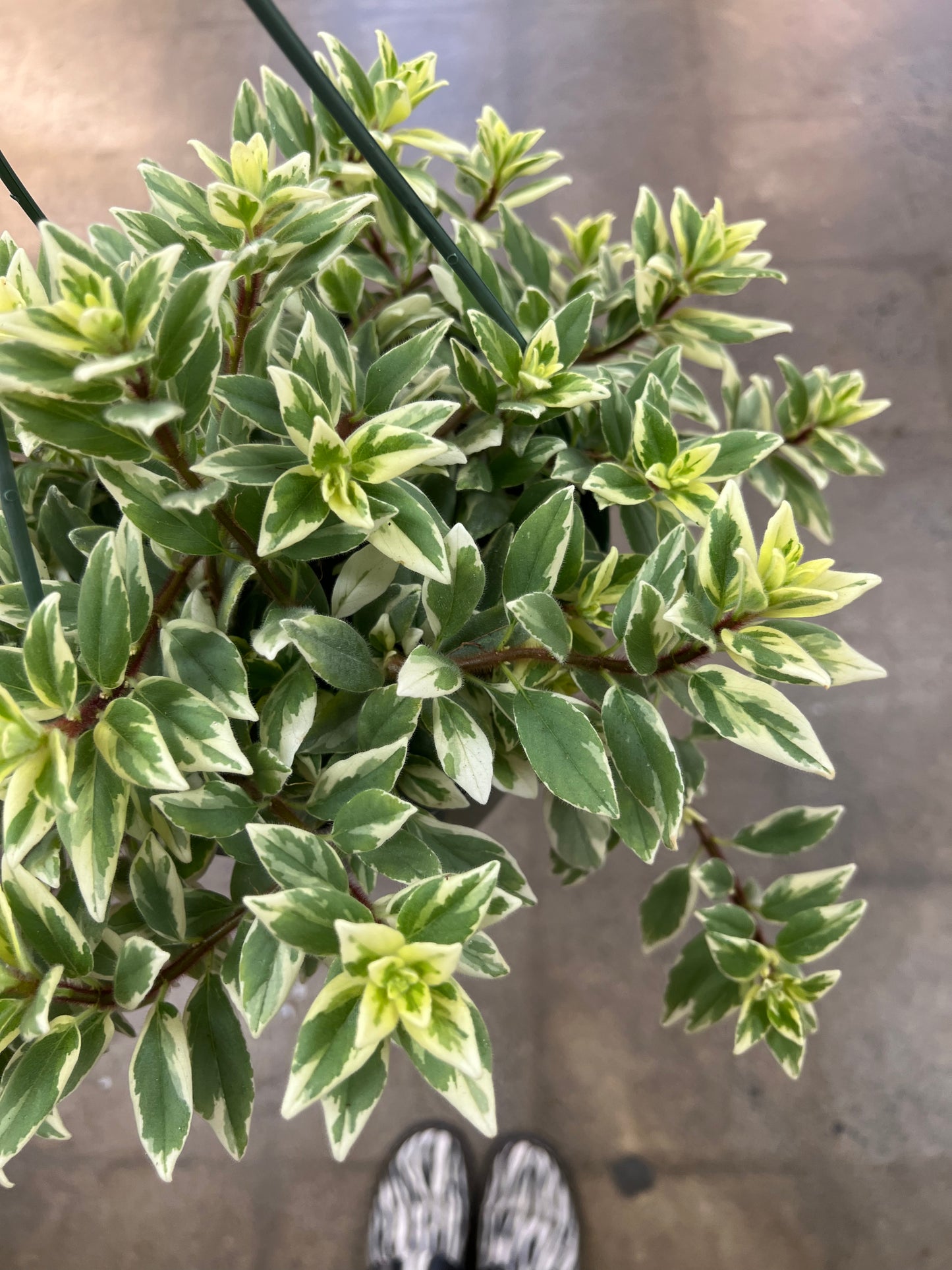 Columnea Light Prince