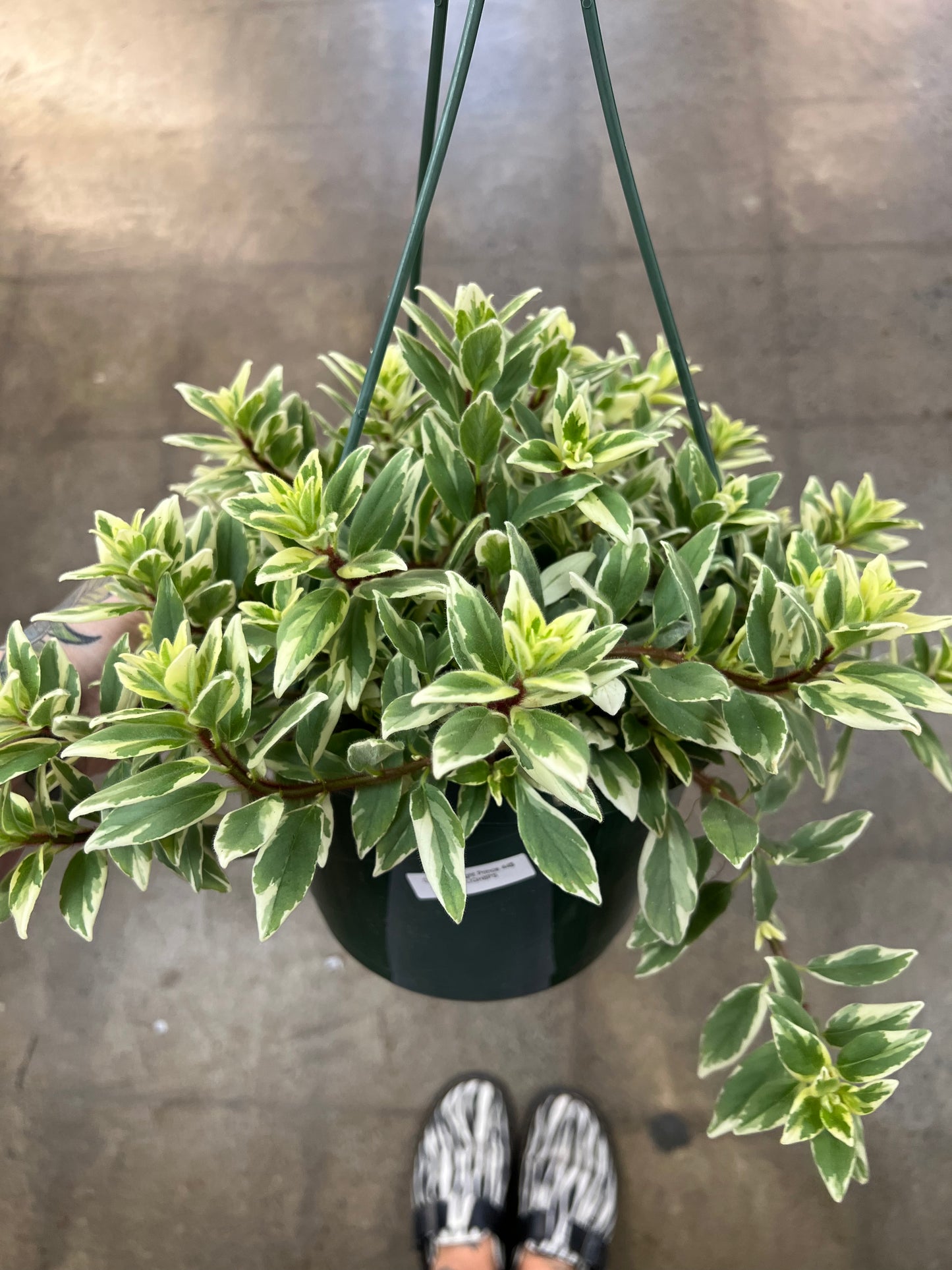 Columnea Light Prince