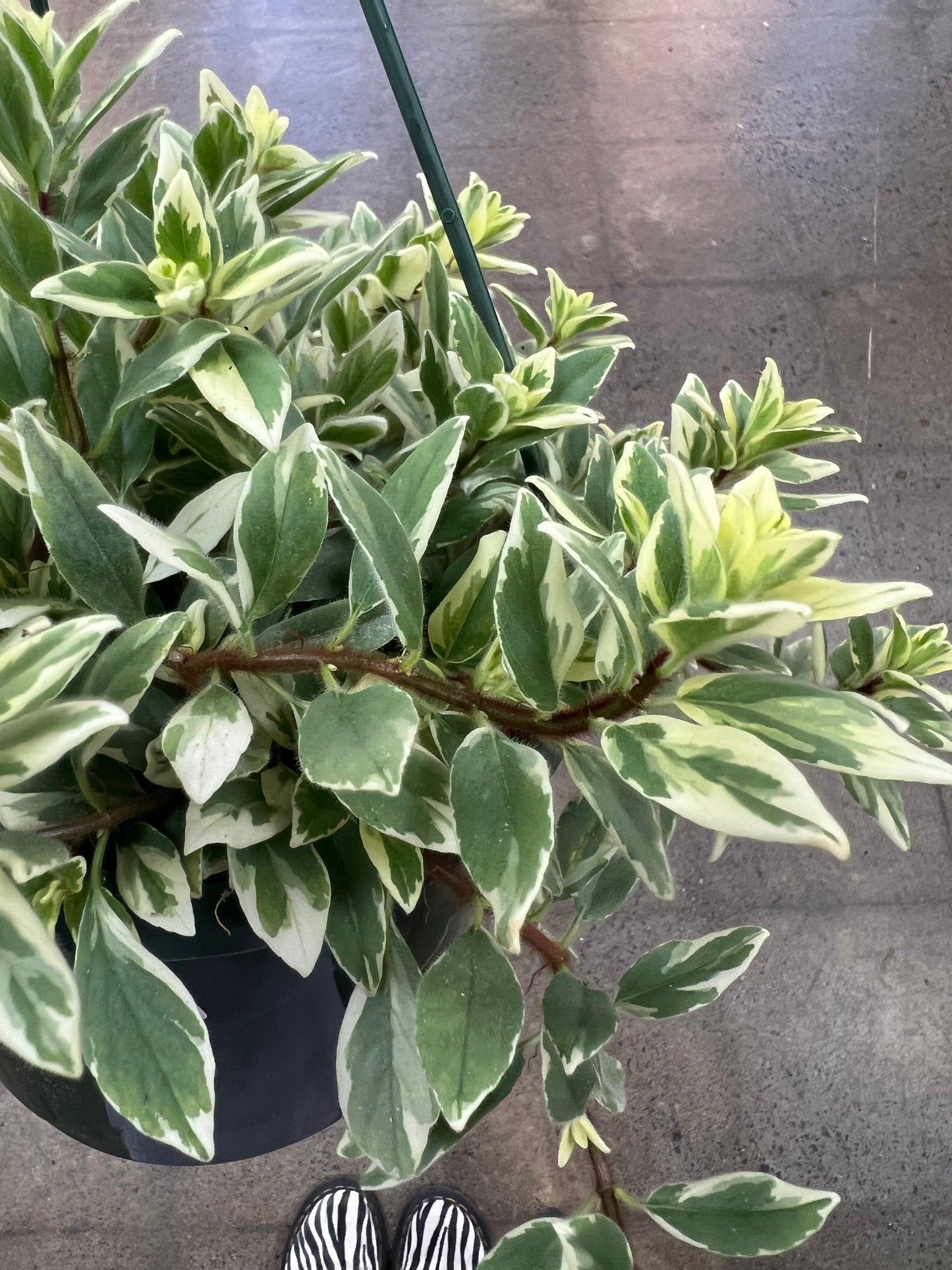 Columnea Light Prince