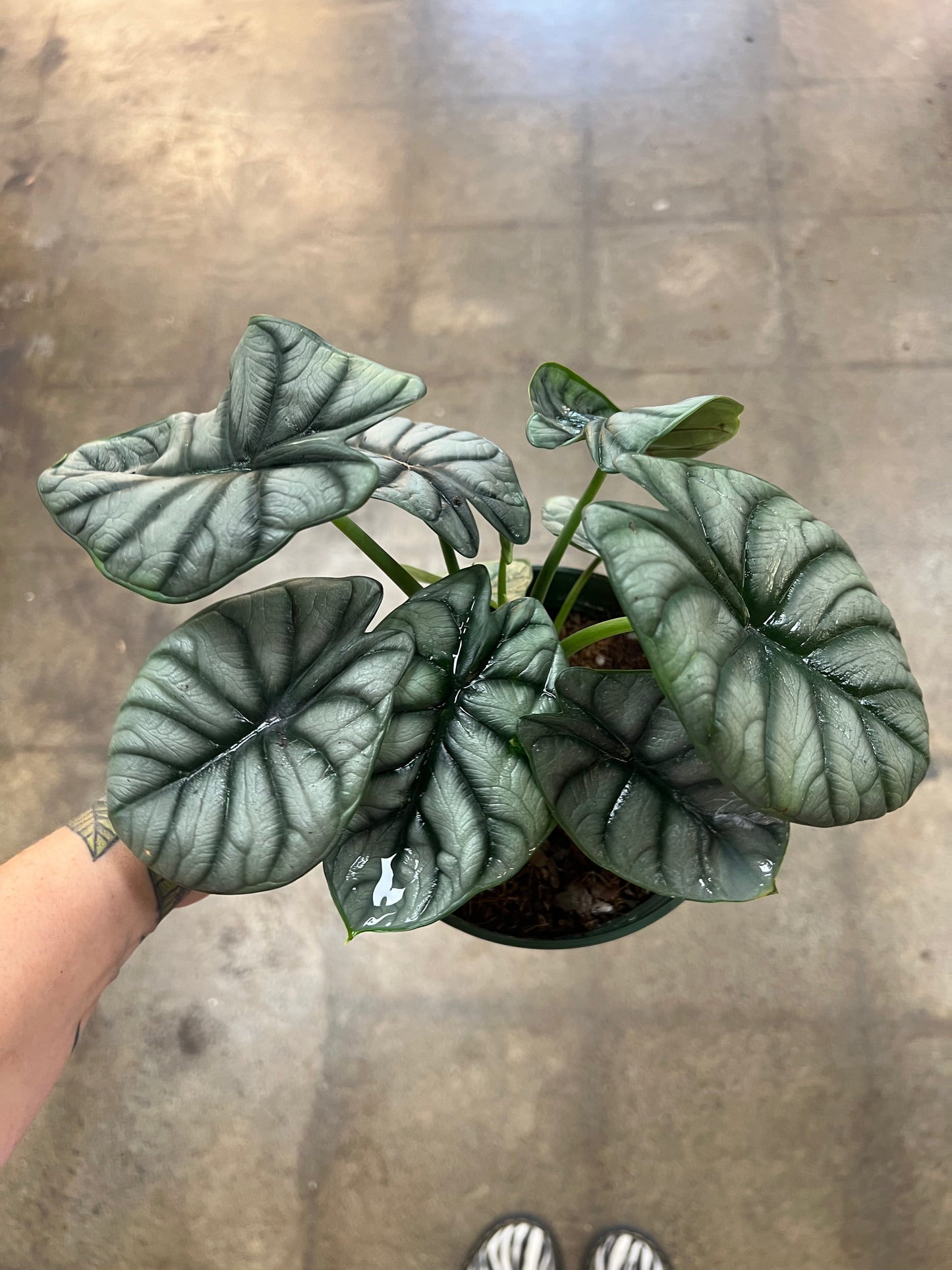 Alocasia Silver Dragon