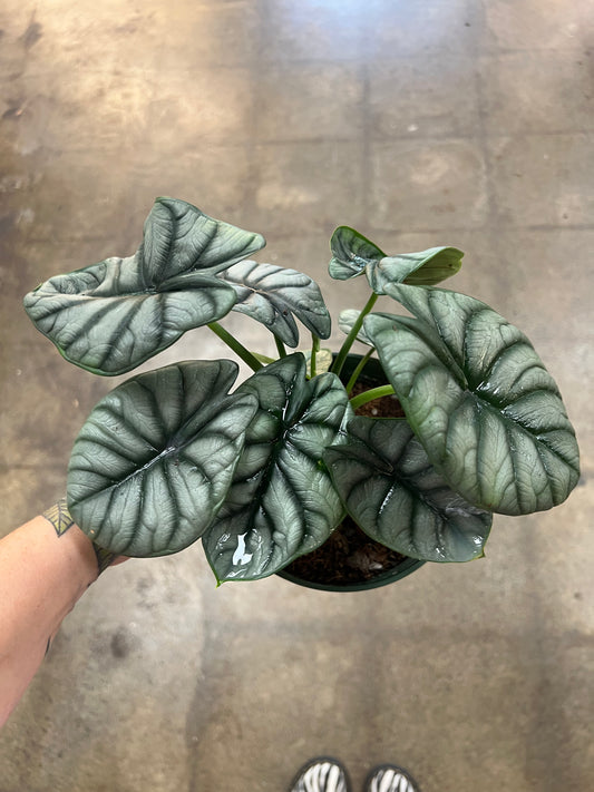 Alocasia Silver Dragon