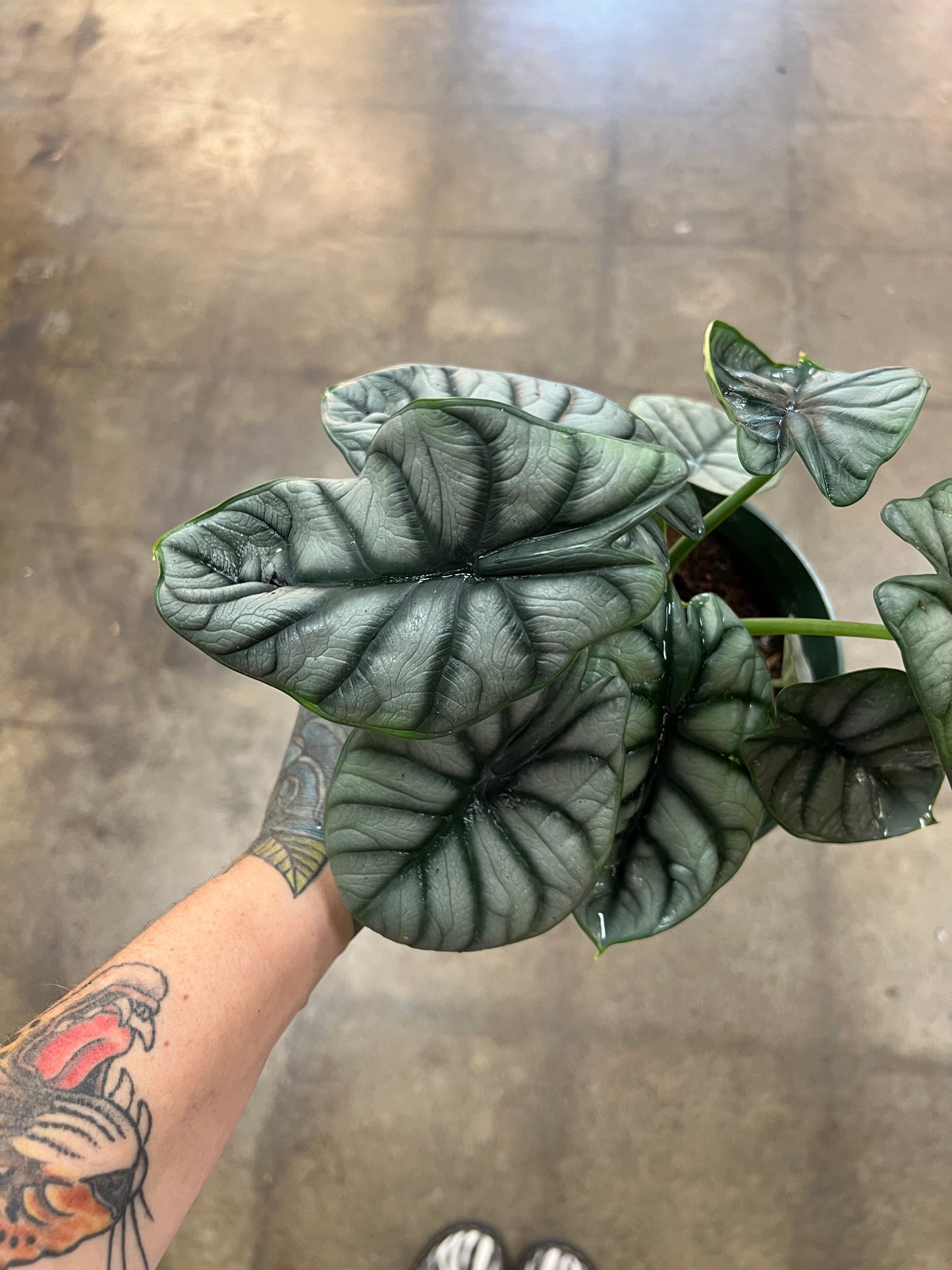 Alocasia Silver Dragon
