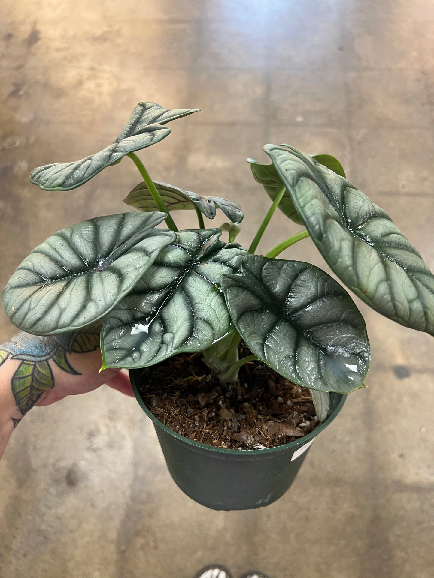 Alocasia Silver Dragon