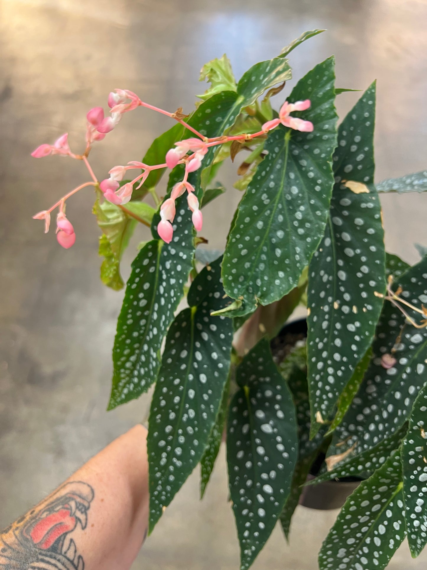 Bégonia Maculata Blanc