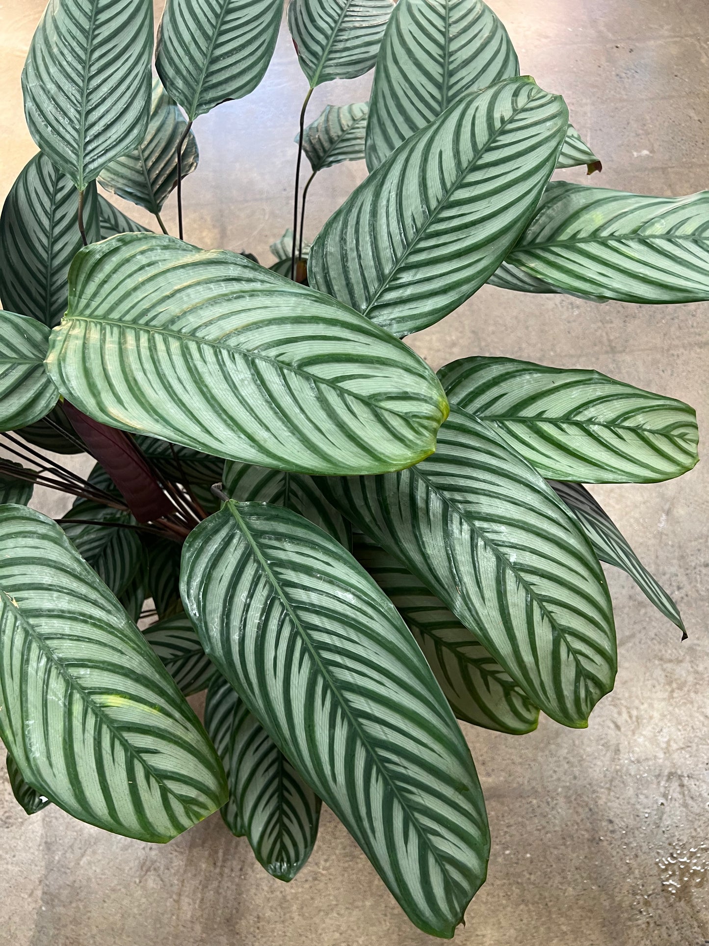 Ctenanthe Setosa Exotica