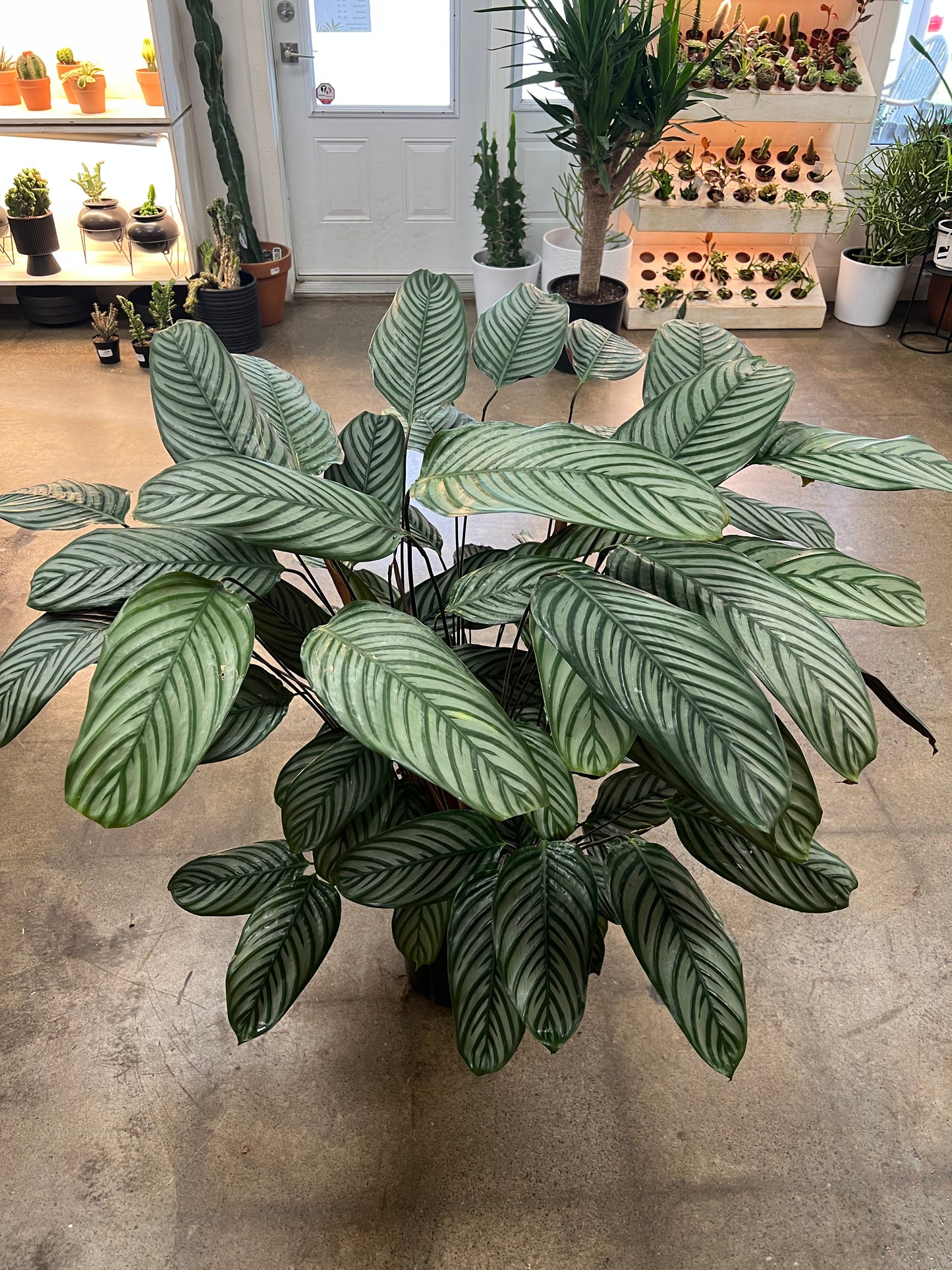Ctenanthe Setosa Exotica