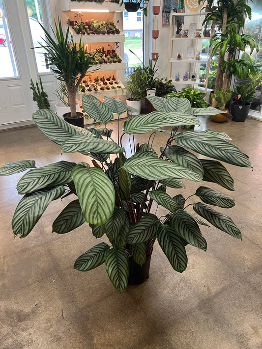 Ctenanthe Setosa Exotica