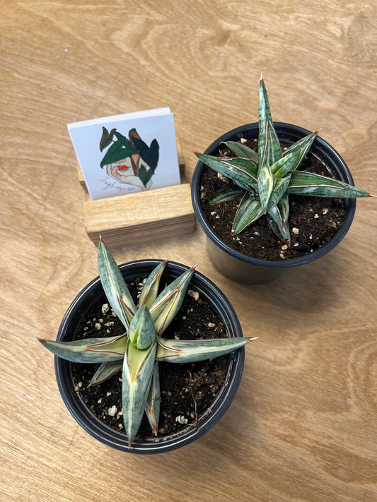 Sansevière Lavranos Blue Clone Variegated