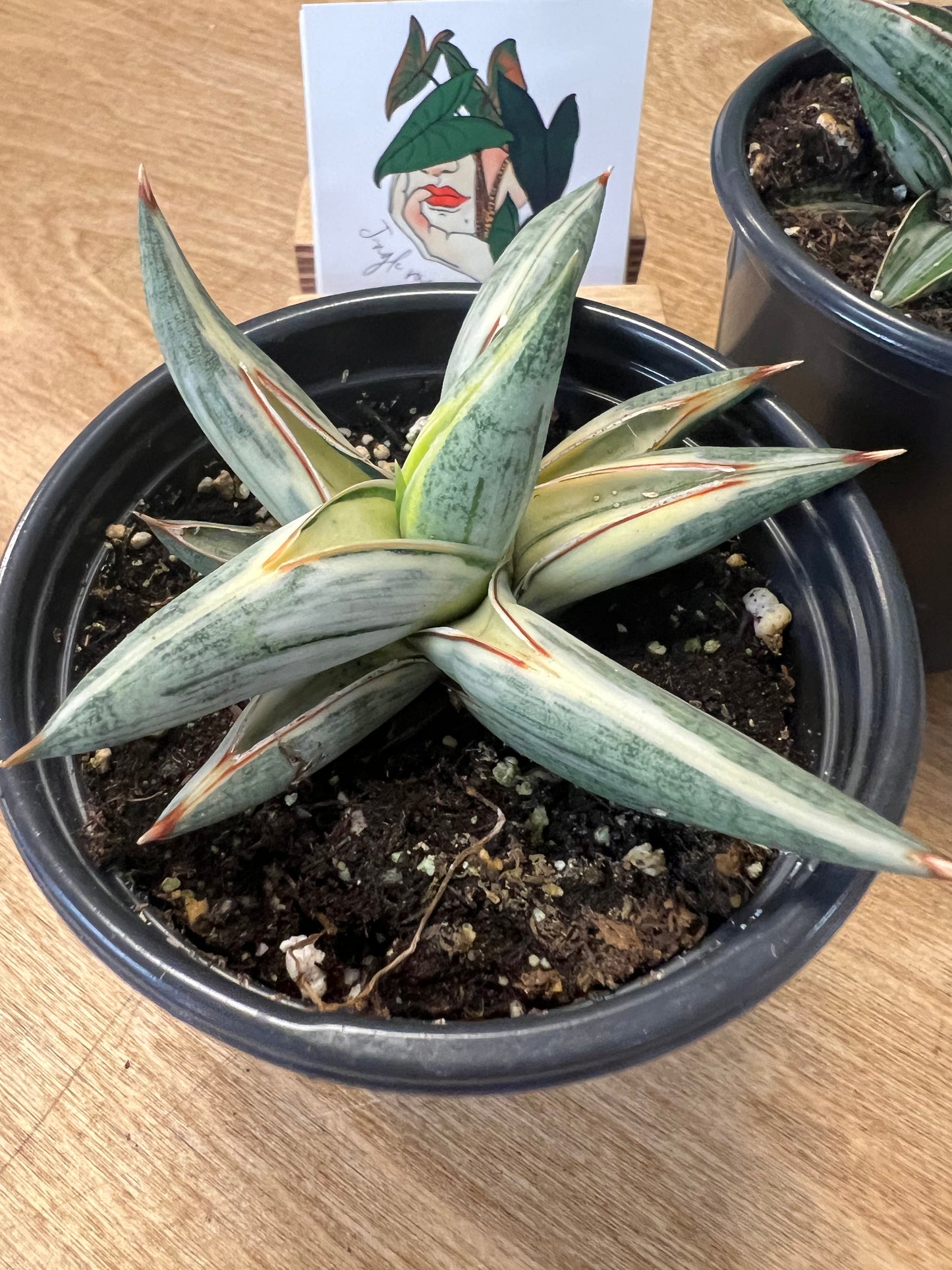 Sansevière Lavranos Blue Clone Variegated