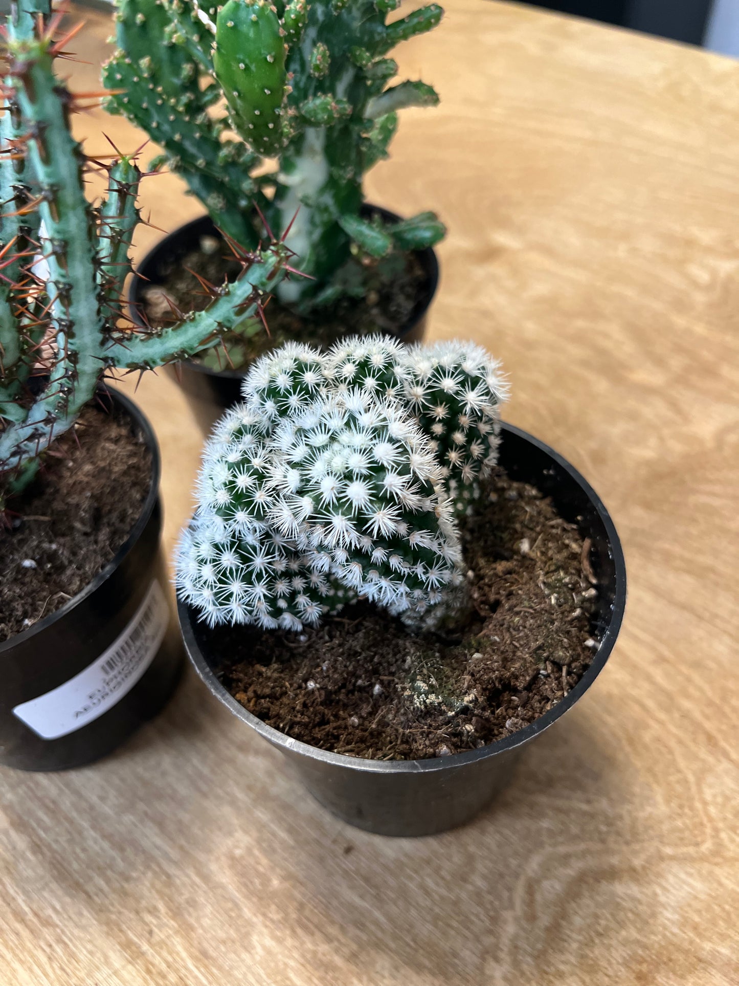 Cactus asst.