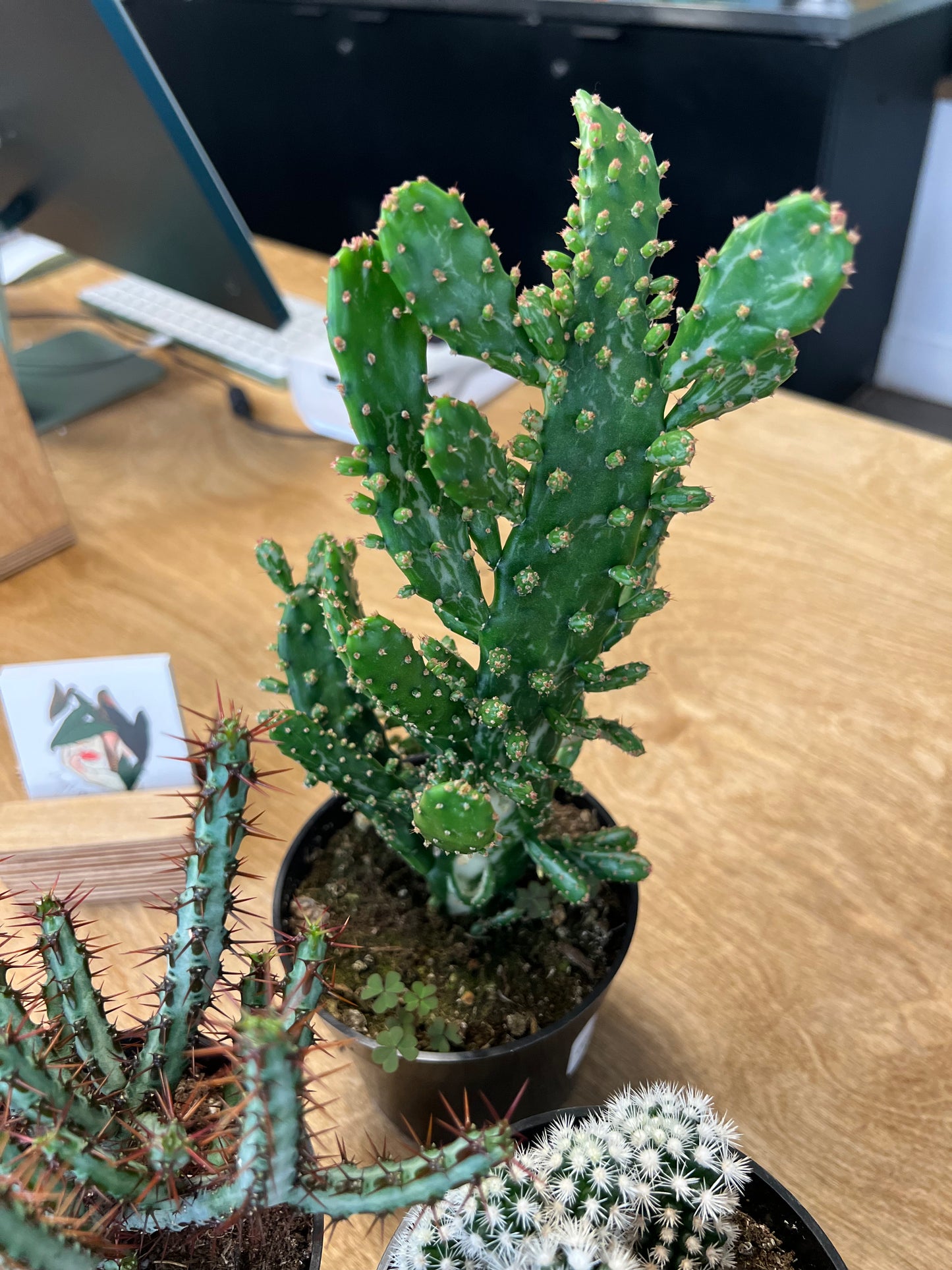 Cactus asst.