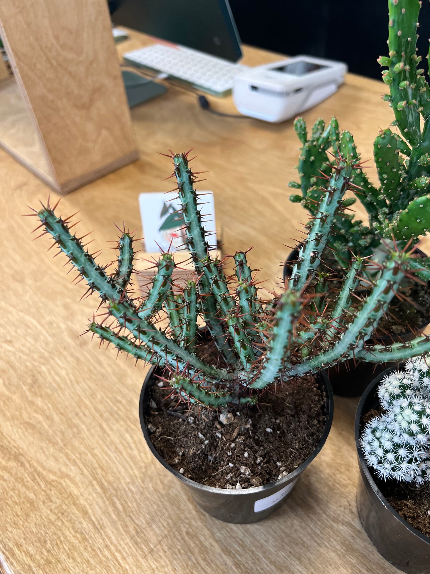 Cactus asst.