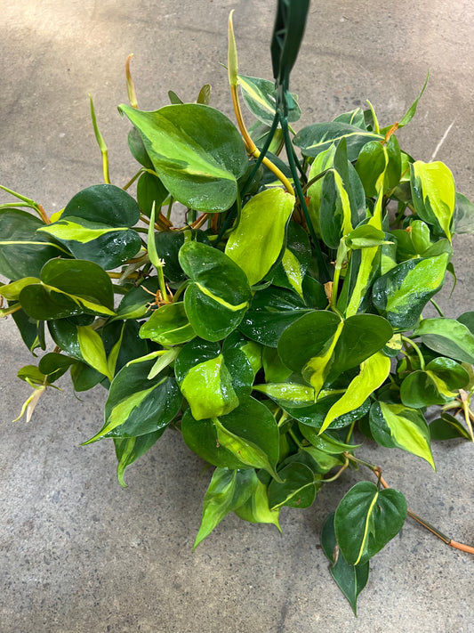 Philodendron Silver Stripe