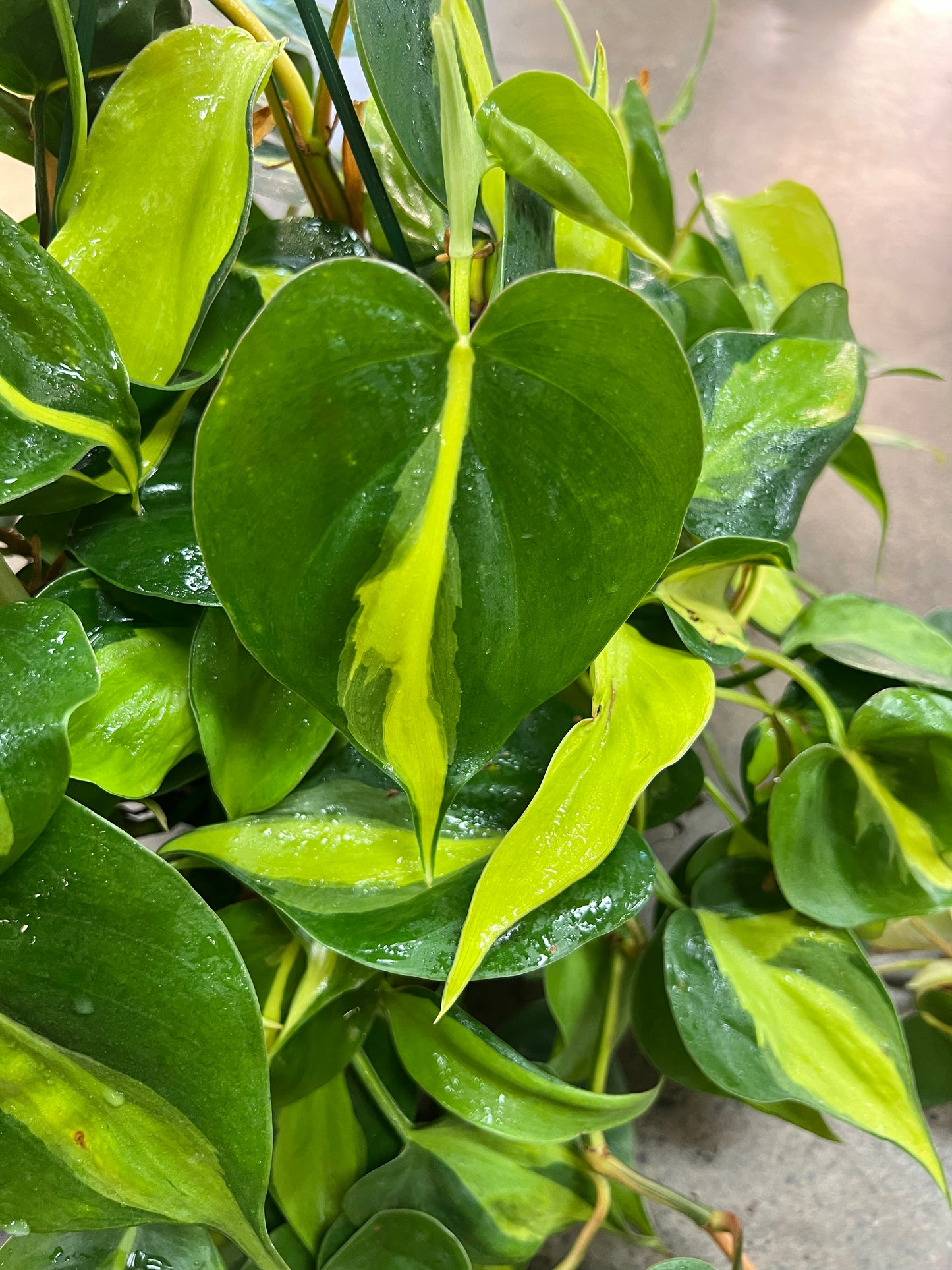 Philodendron Silver Stripe