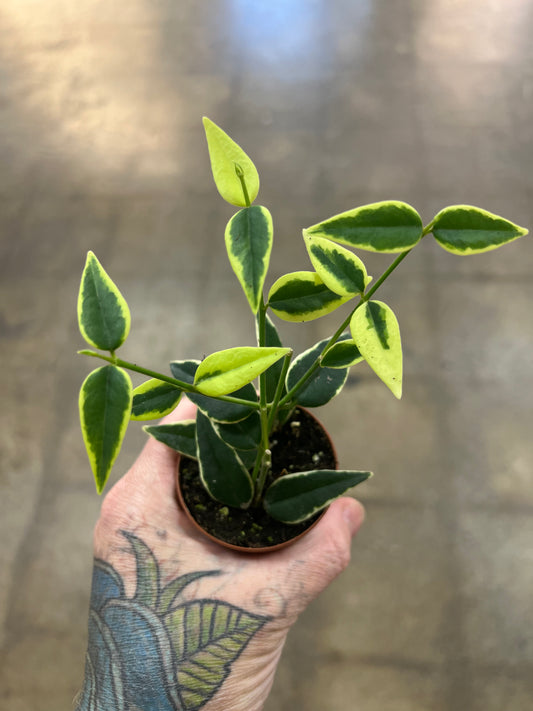Hoya Bella Variegated