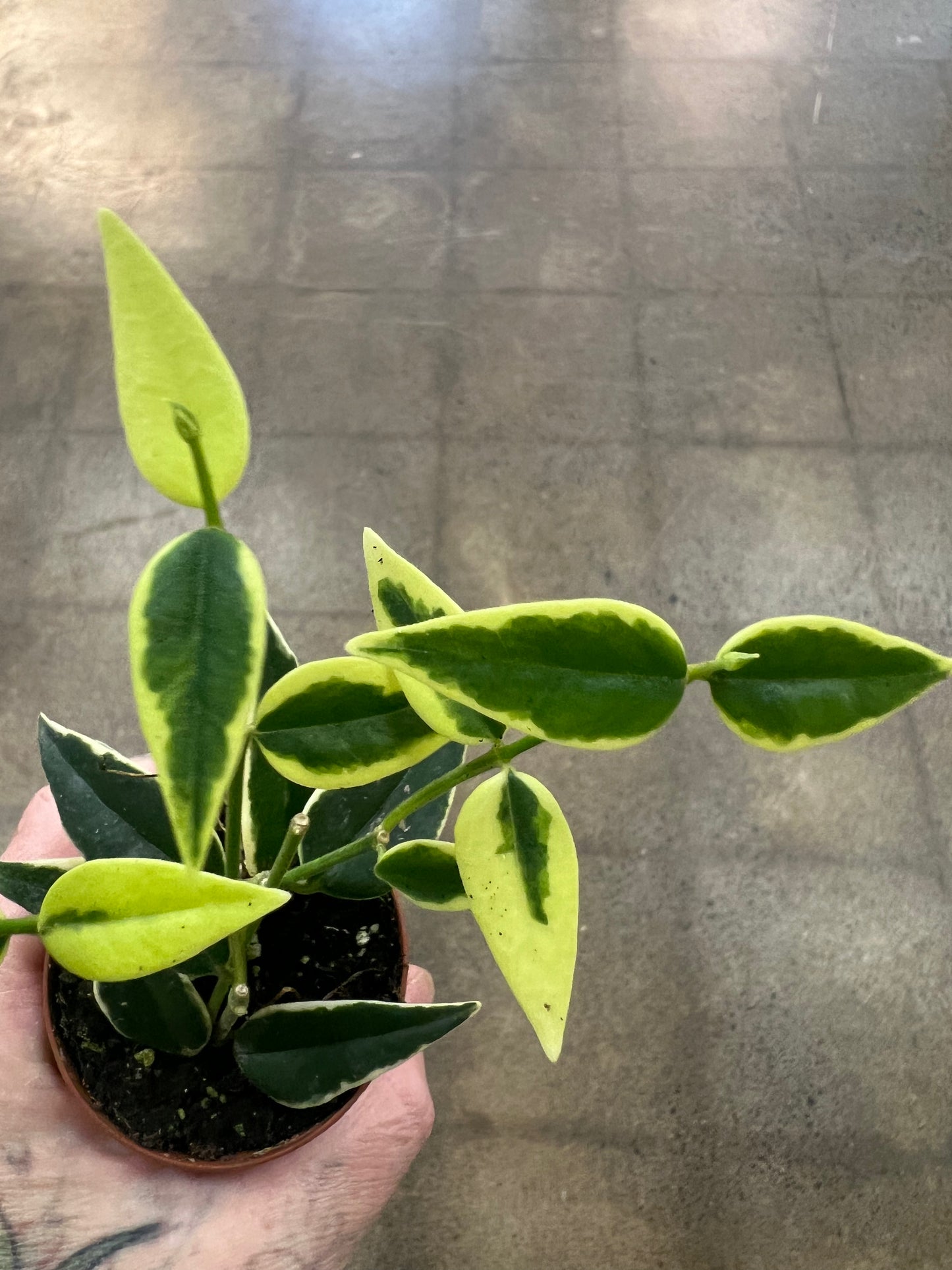 Hoya Bella Variegated