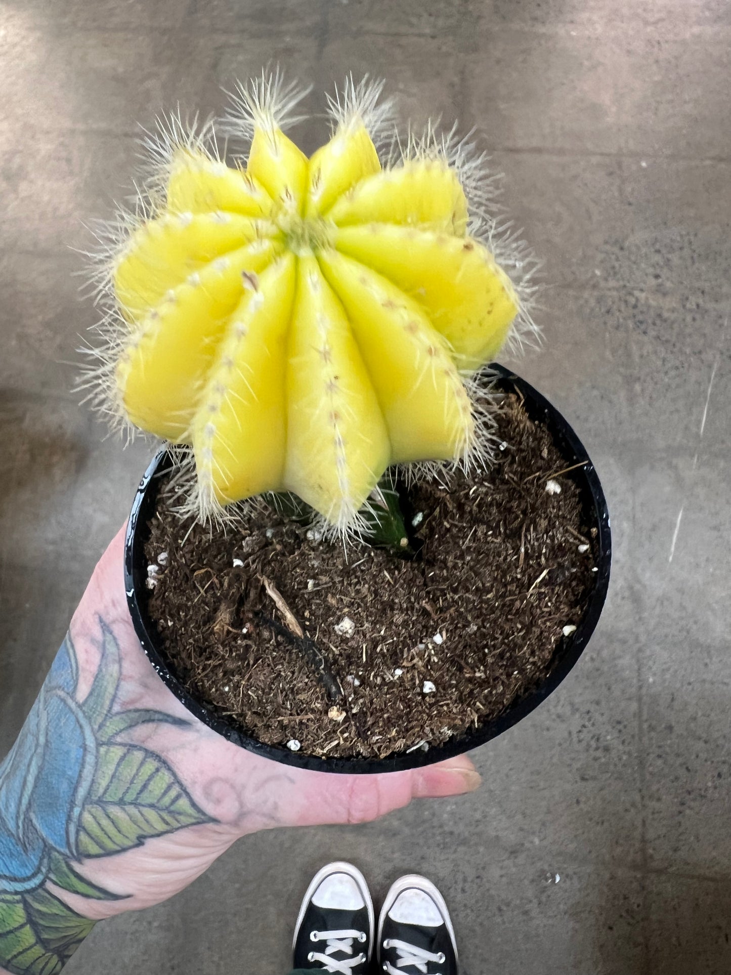 Parodia Magnifica