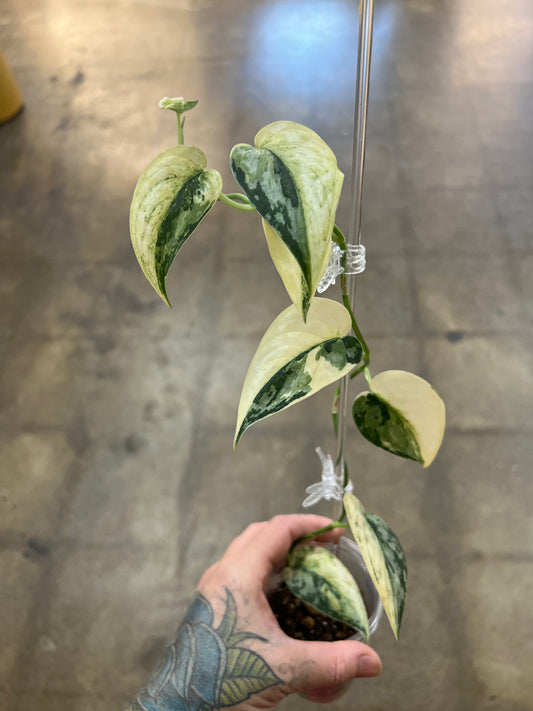 Scindapsus Mayari Mutation