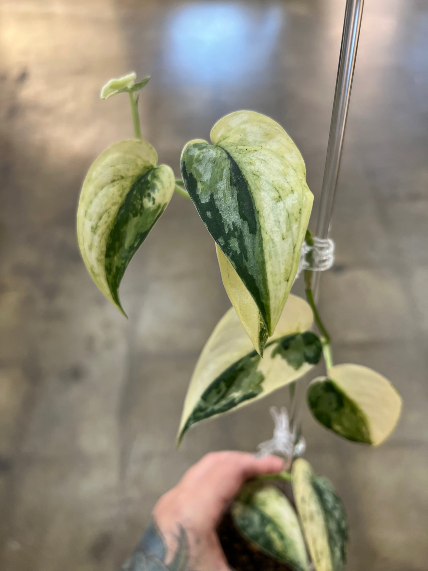 Scindapsus Mayari Mutation