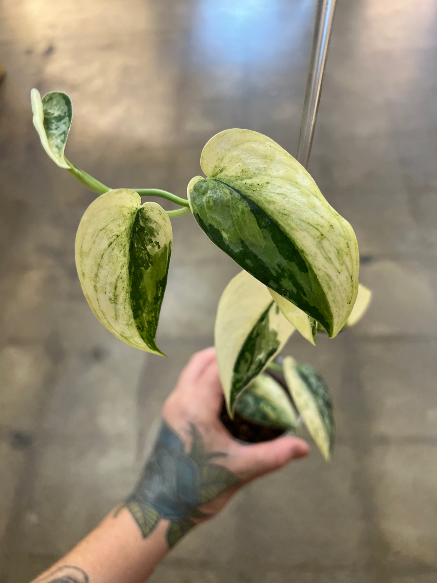 Scindapsus Mayari Mutation