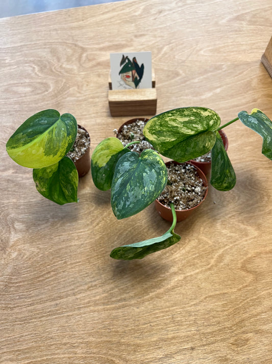 Scindapsus Swarnabhumi