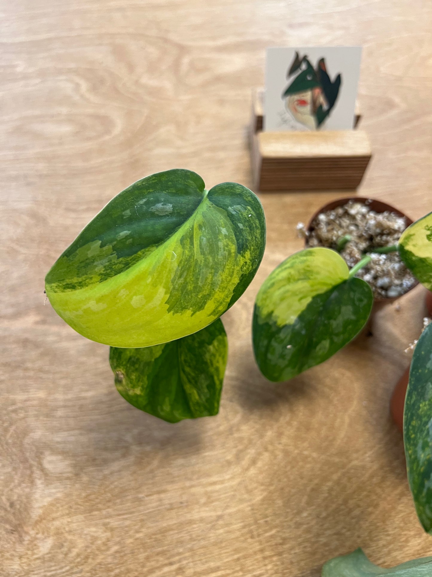 Scindapsus Swarnabhumi