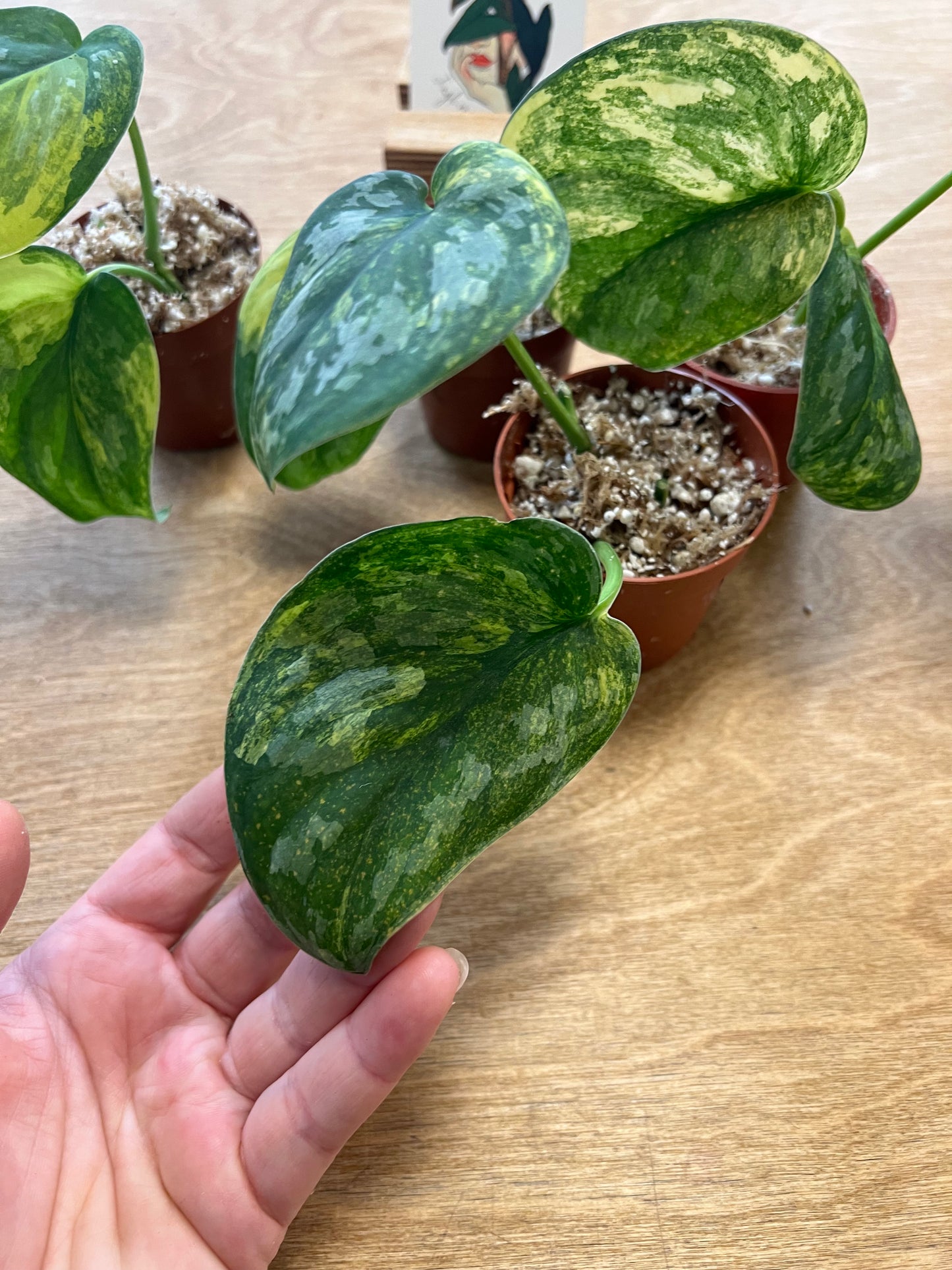 Scindapsus Swarnabhumi