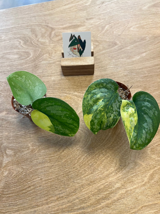 Scindapsus Andalas Variegated